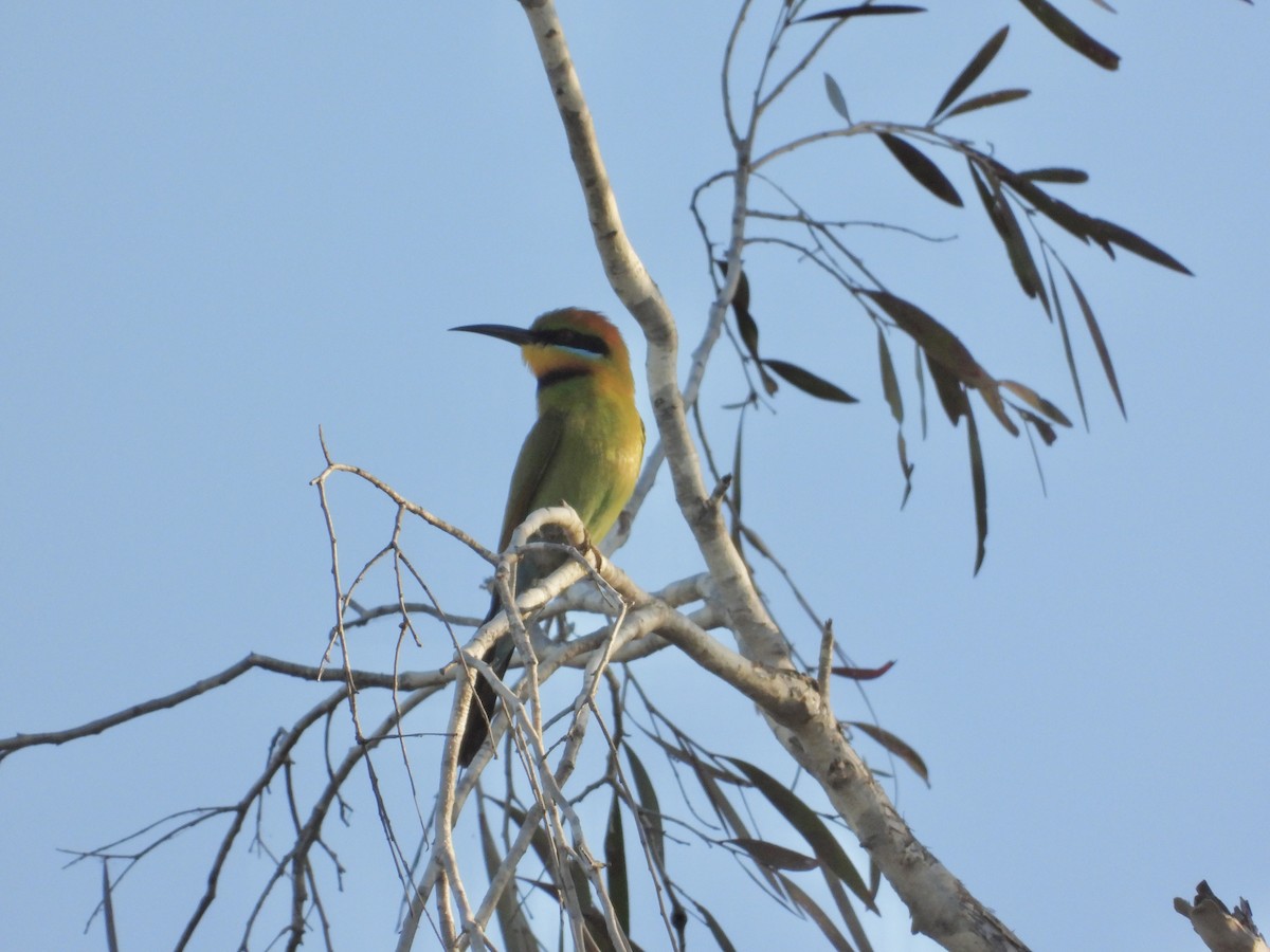 Rainbow Bee-eater - ML620913118