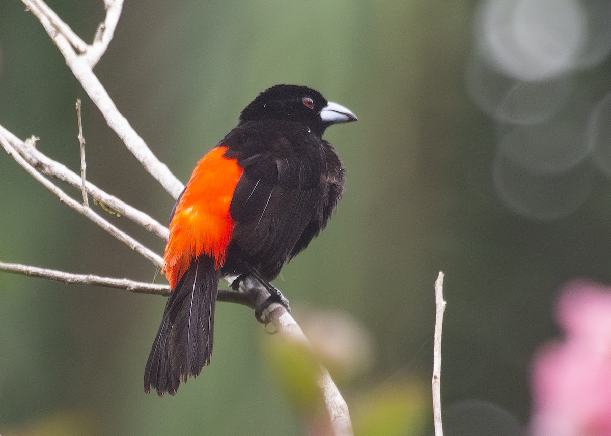 Scarlet-rumped Tanager (Cherrie's) - ML620913124