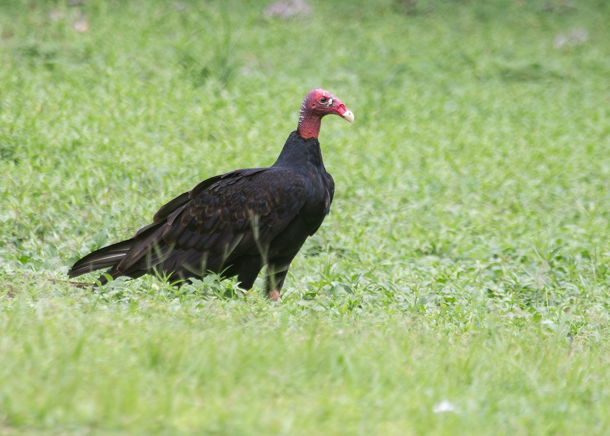 Turkey Vulture (Tropical) - ML620913126