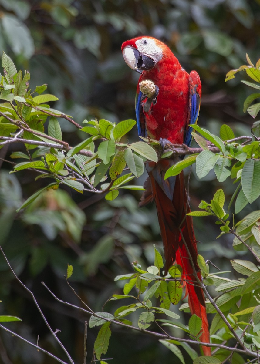Scarlet Macaw - ML620913131