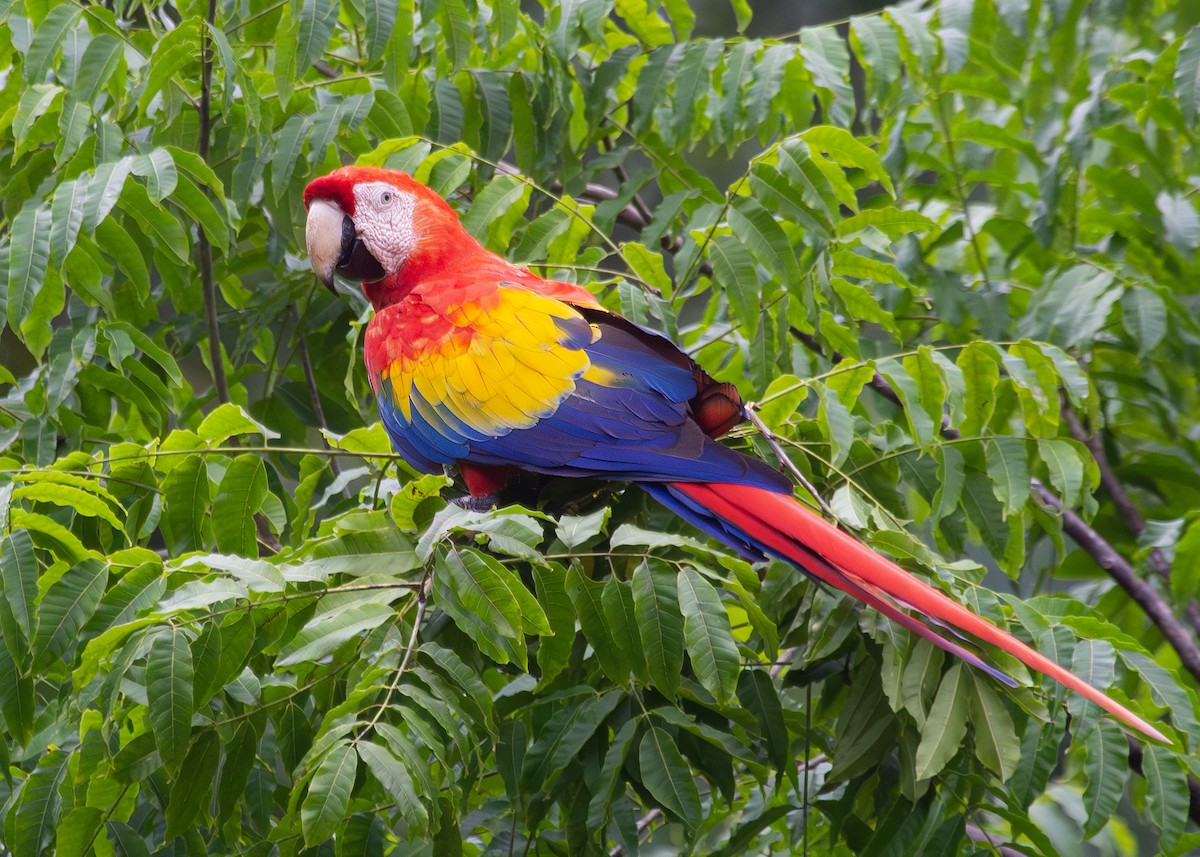 Scarlet Macaw - ML620913132