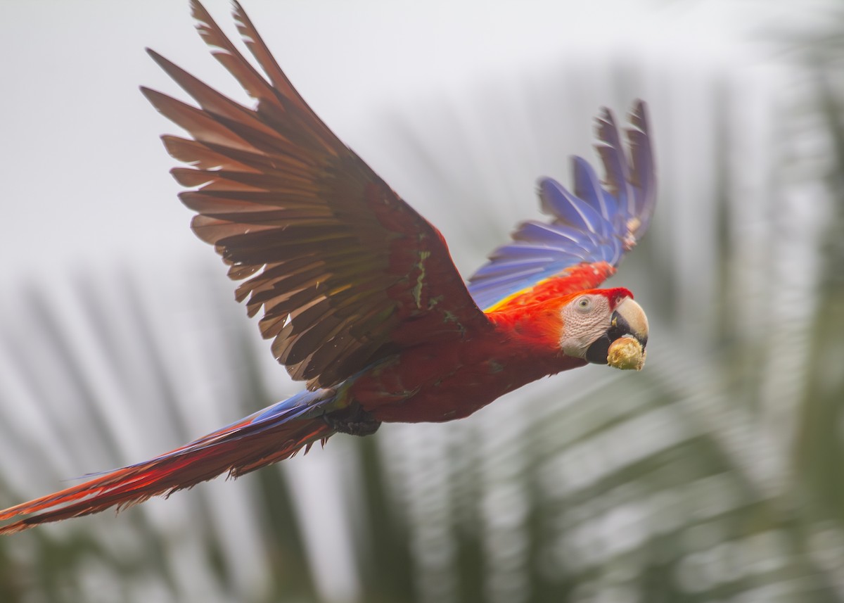 Scarlet Macaw - ML620913133