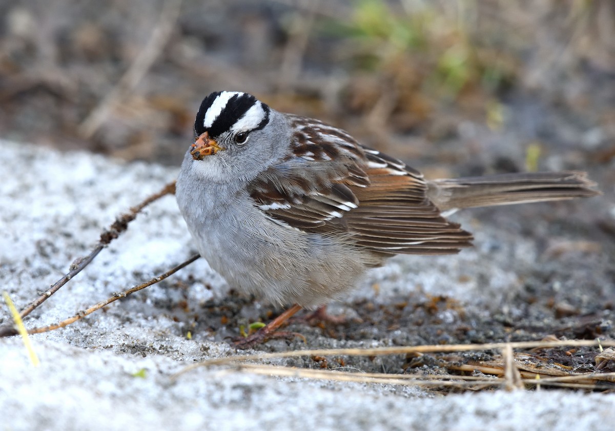 White-crowned Sparrow - ML620913138