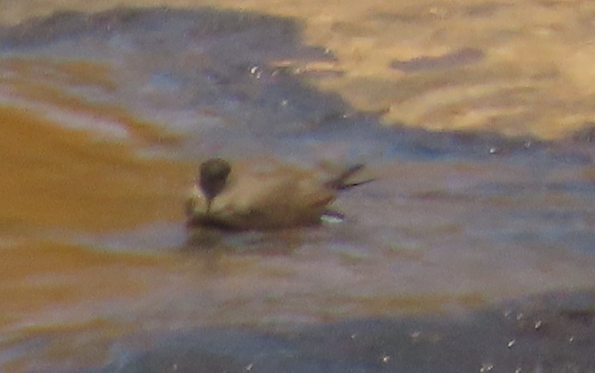 Madagascar Grebe - ML620913153