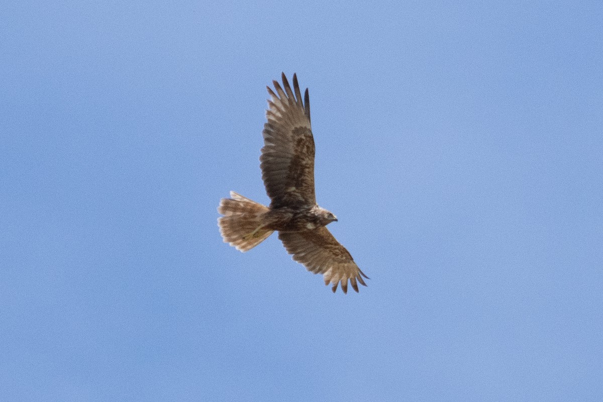 Eastern Marsh Harrier - ML620913158