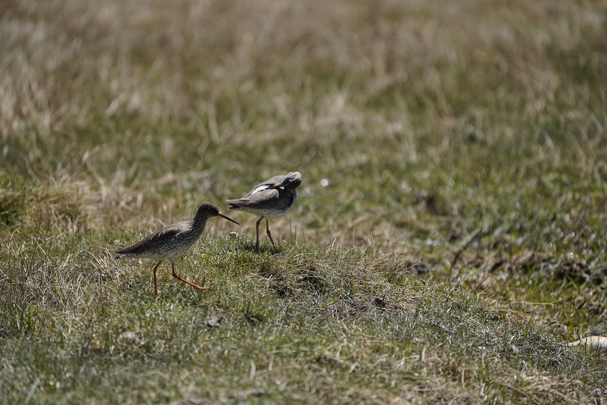 Common Redshank - ML620913167