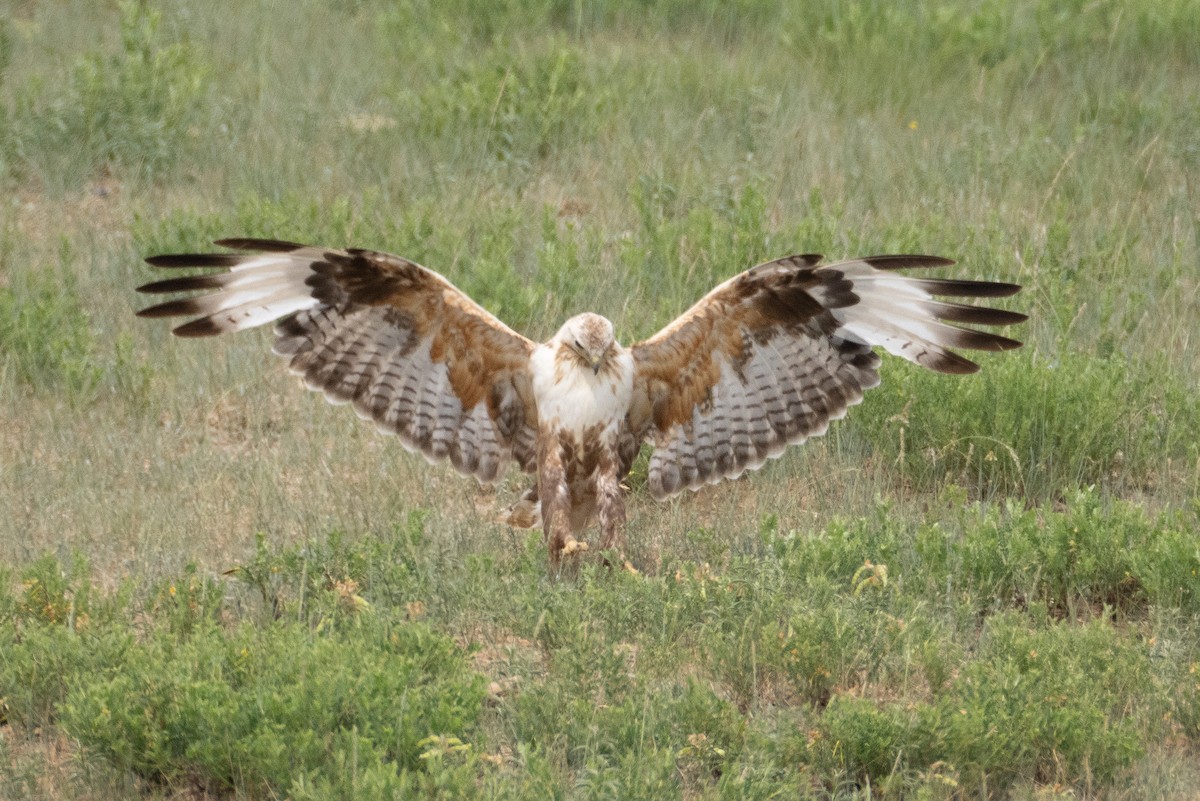 Upland Buzzard - ML620913182