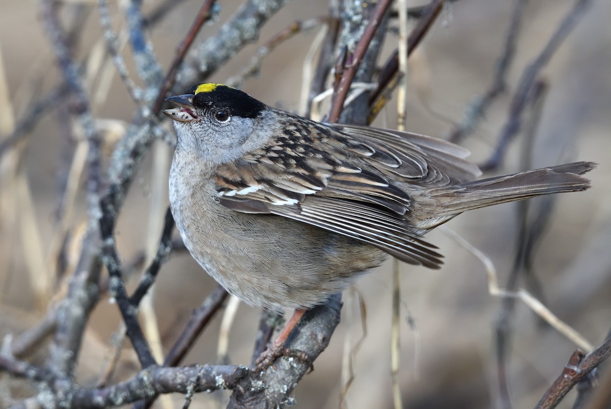 Golden-crowned Sparrow - ML620913219