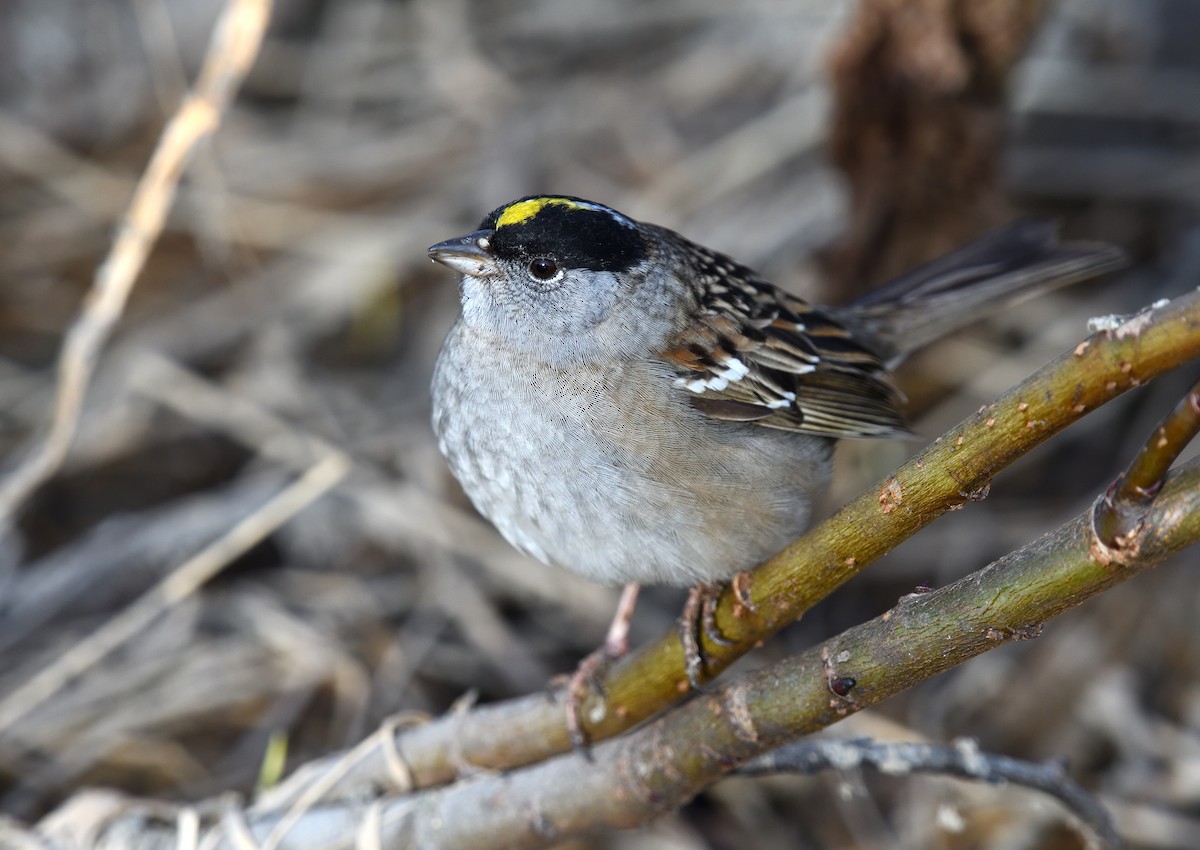 Bruant à couronne dorée - ML620913221