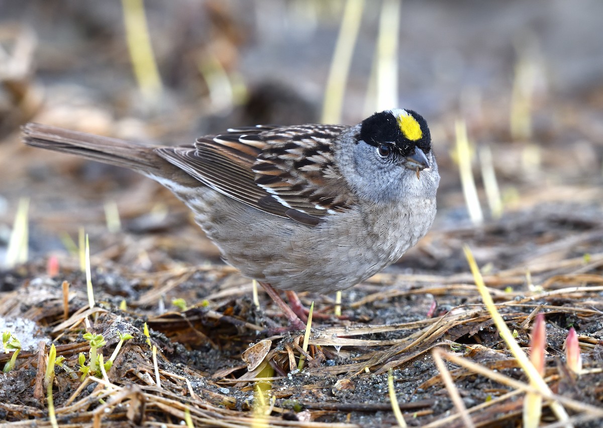 Golden-crowned Sparrow - ML620913222