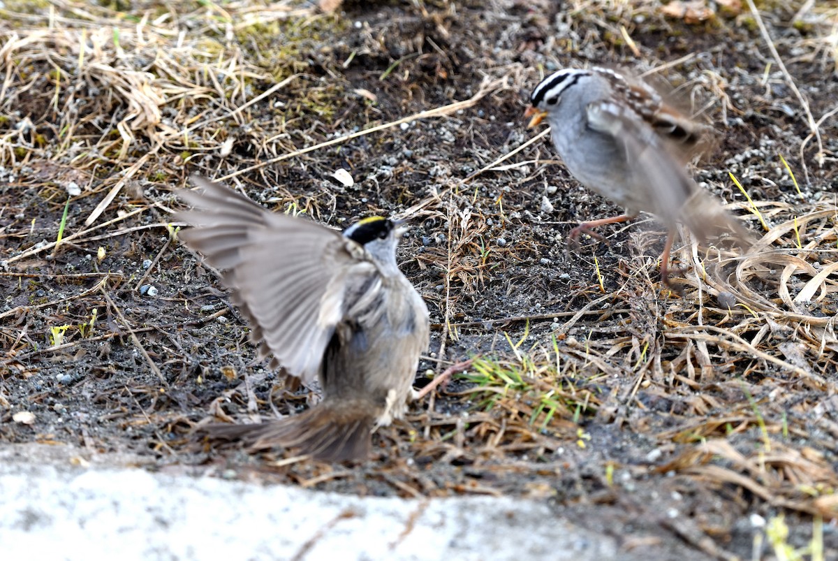 Golden-crowned Sparrow - ML620913231