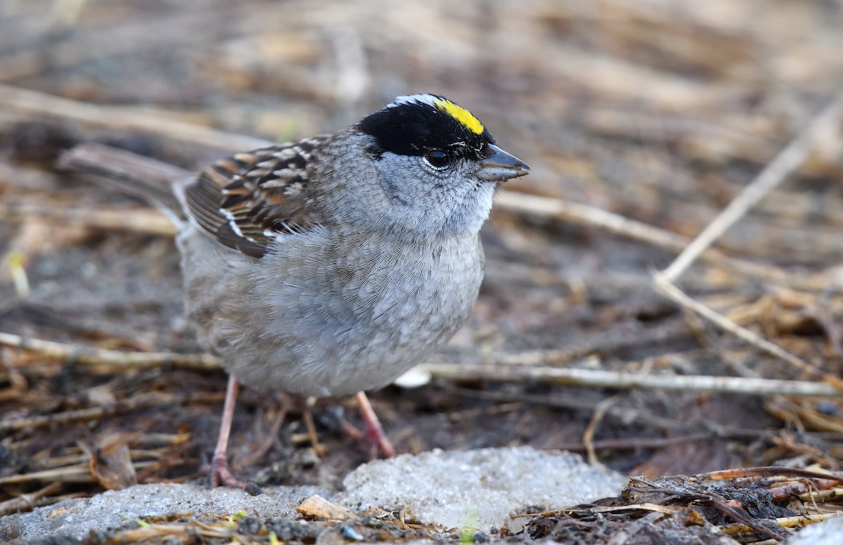 Golden-crowned Sparrow - ML620913232