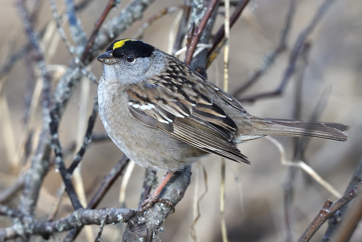 Golden-crowned Sparrow - Timothy Piranian