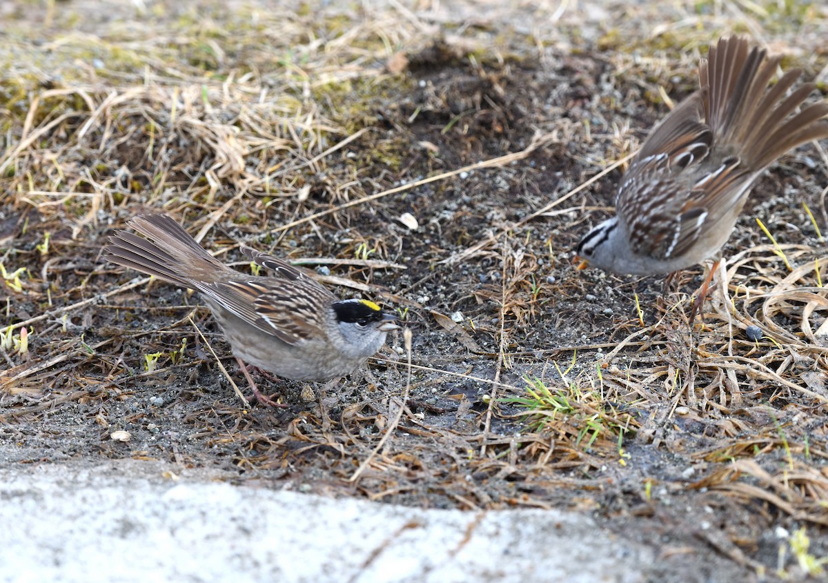 Golden-crowned Sparrow - ML620913306