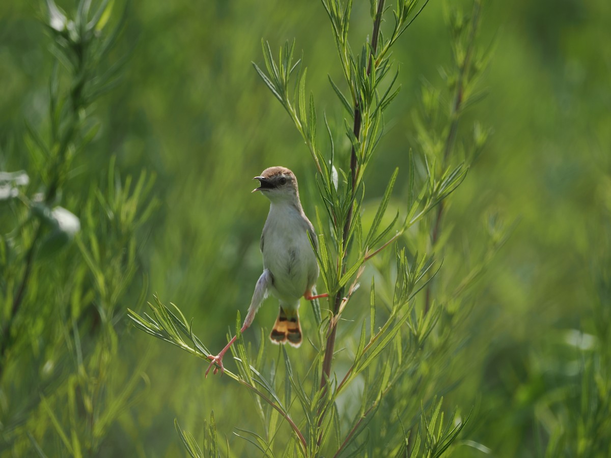 Zitting Cisticola - ML620913321