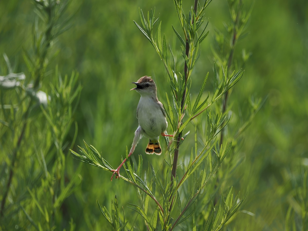 Zitting Cisticola - ML620913324