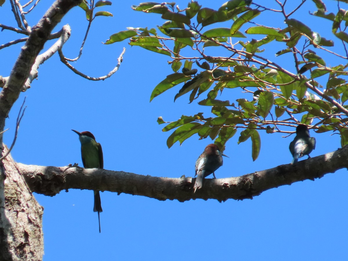 Blue-throated Bee-eater - ML620913334