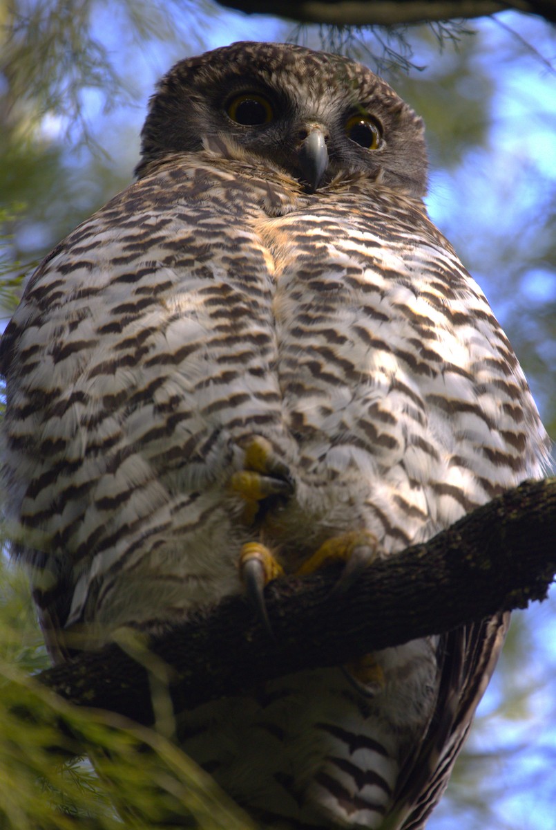 Powerful Owl - ML620913335