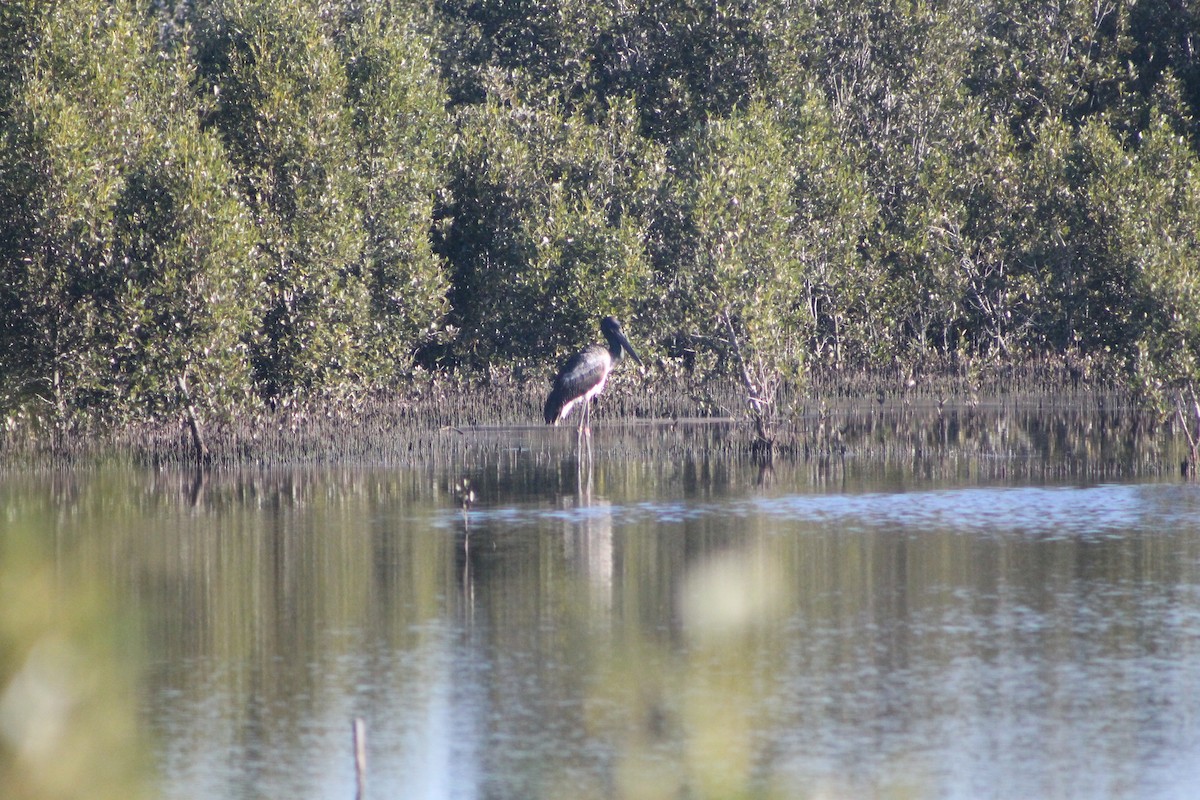 Black-necked Stork - ML620913345