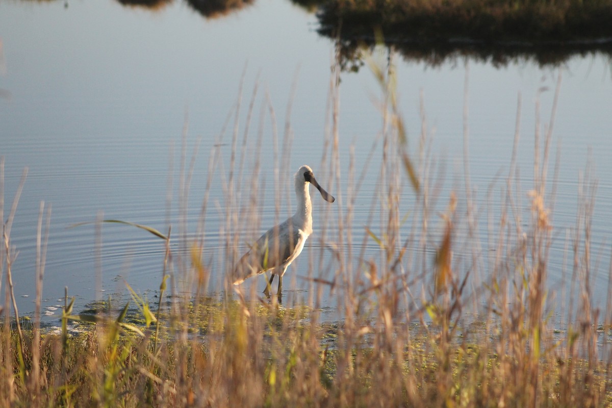 Royal Spoonbill - Connor Armstrong