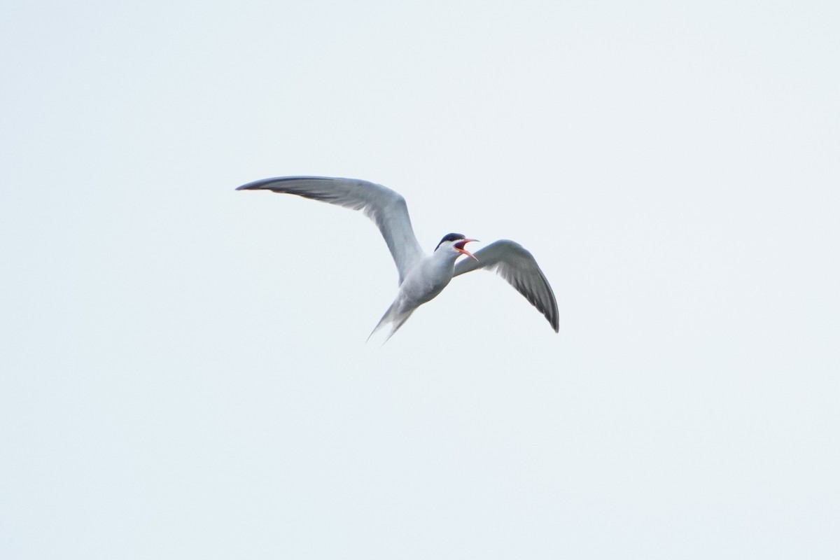 Common Tern - ML620913360