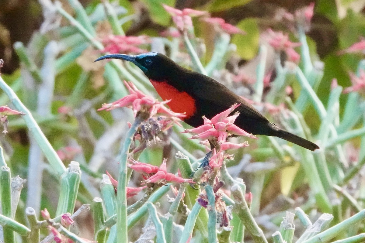 Scarlet-chested Sunbird - ML620913369