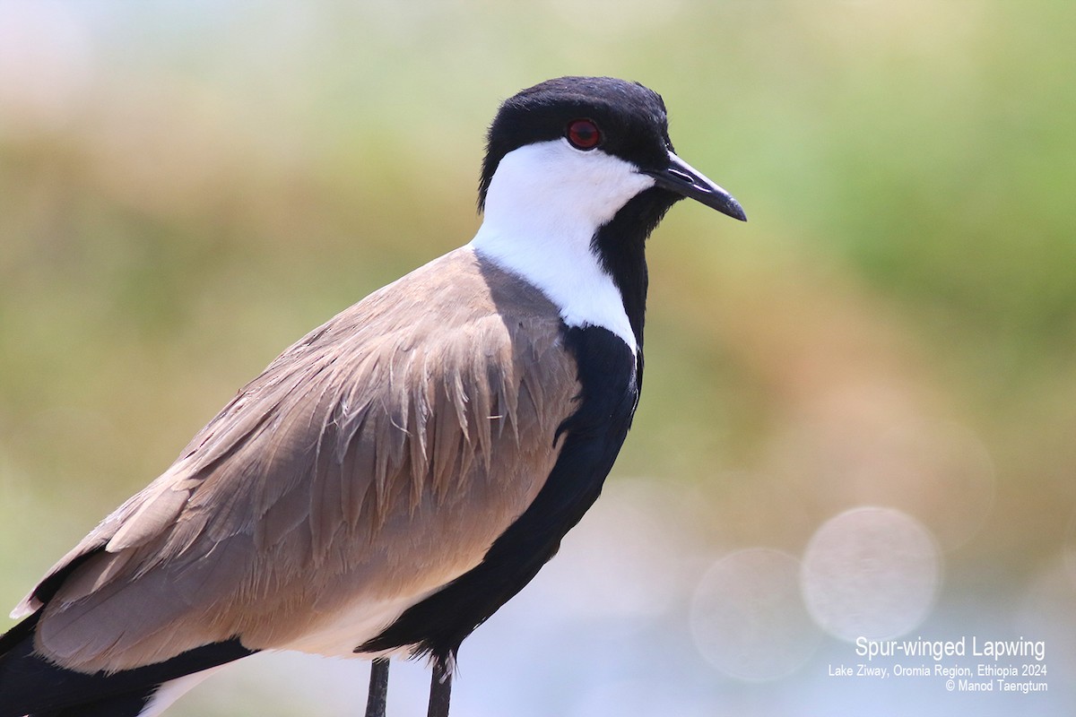 Spur-winged Lapwing - ML620913397
