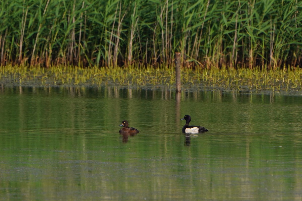 Tufted Duck - ML620913401