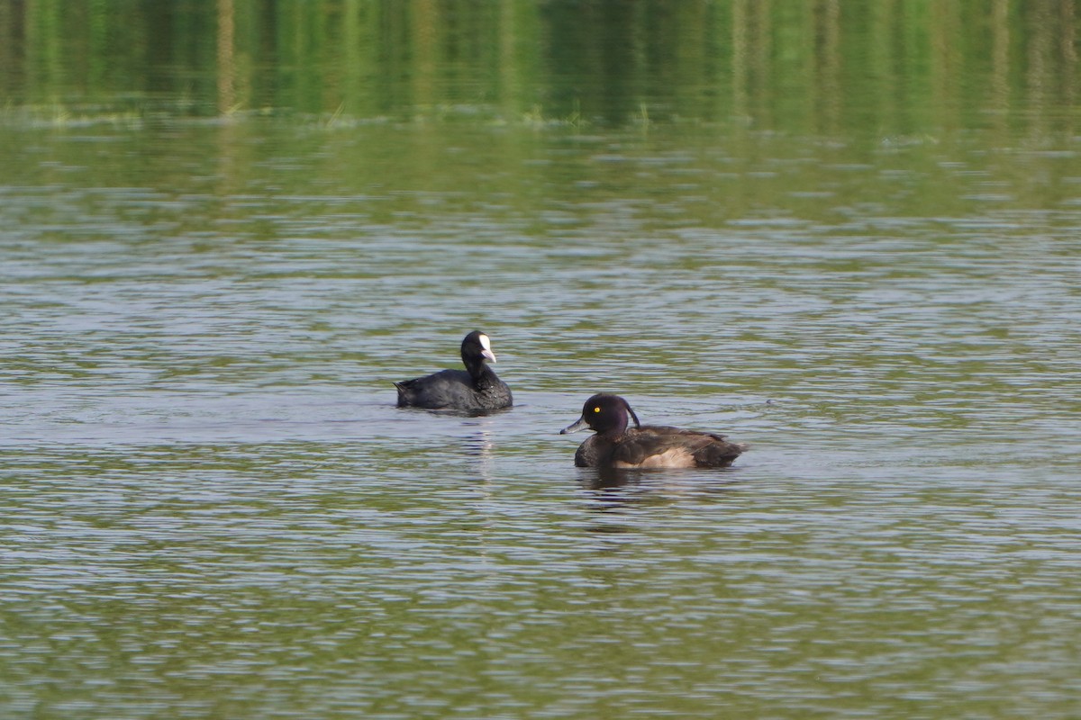 Tufted Duck - ML620913404