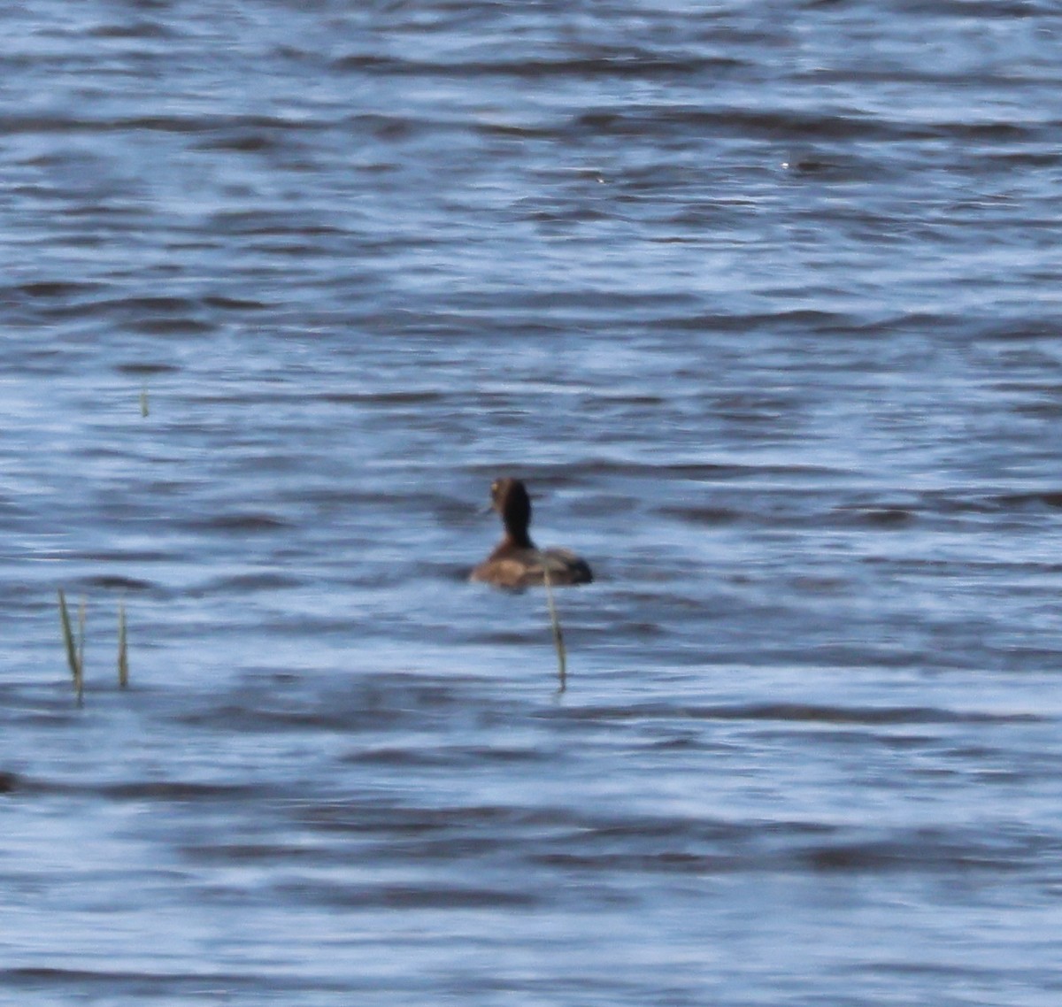 Tufted Duck - ML620913423