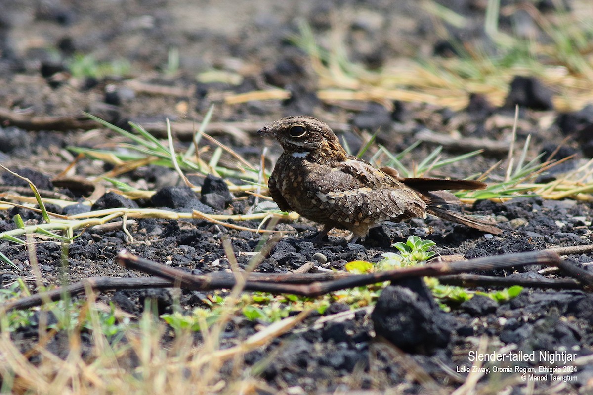 Slender-tailed Nightjar - ML620913431