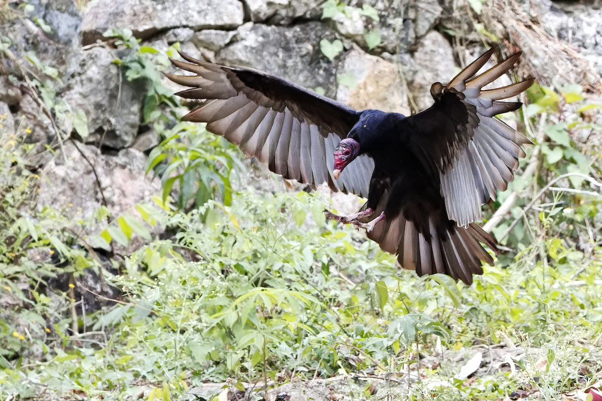 Turkey Vulture - ML620913458
