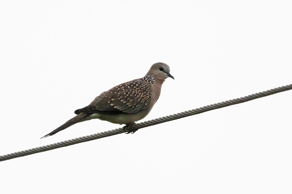 Spotted Dove - ML620913464