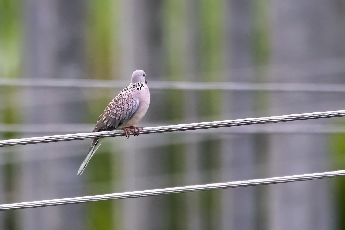 Spotted Dove - ML620913465
