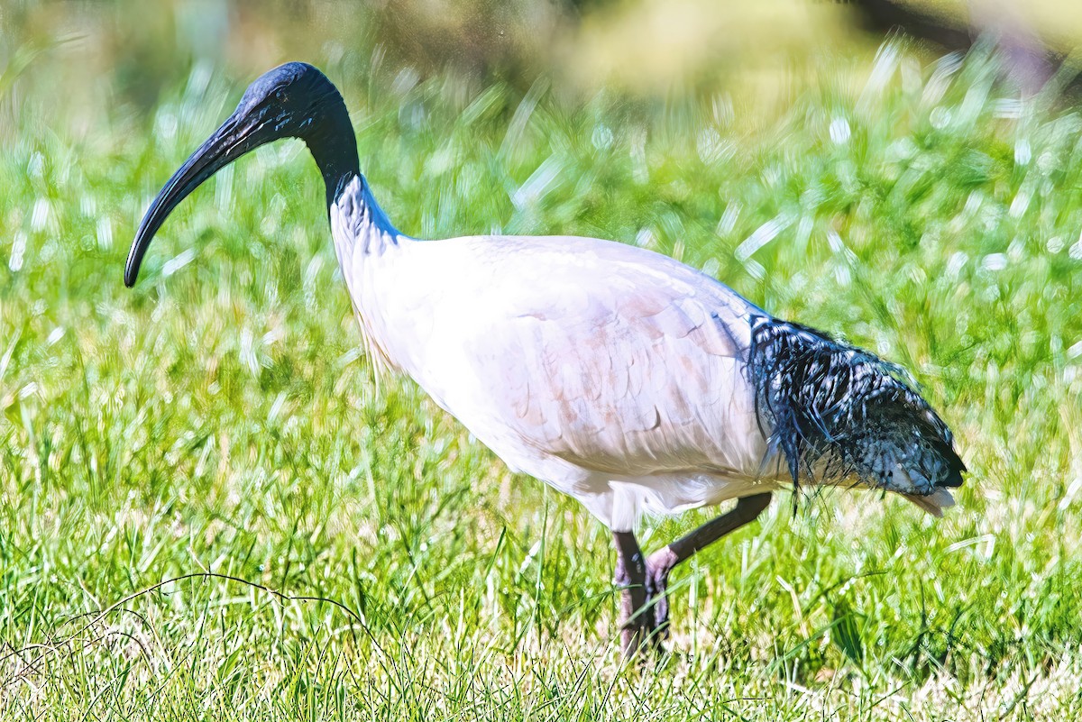 ibis australský - ML620913484