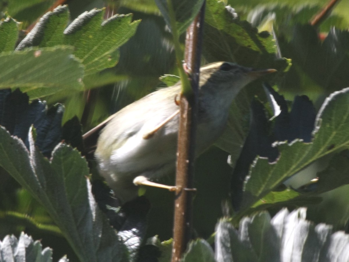 Arctic Warbler - ML620913499