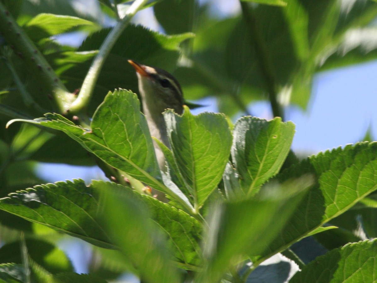 Arctic Warbler - ML620913500