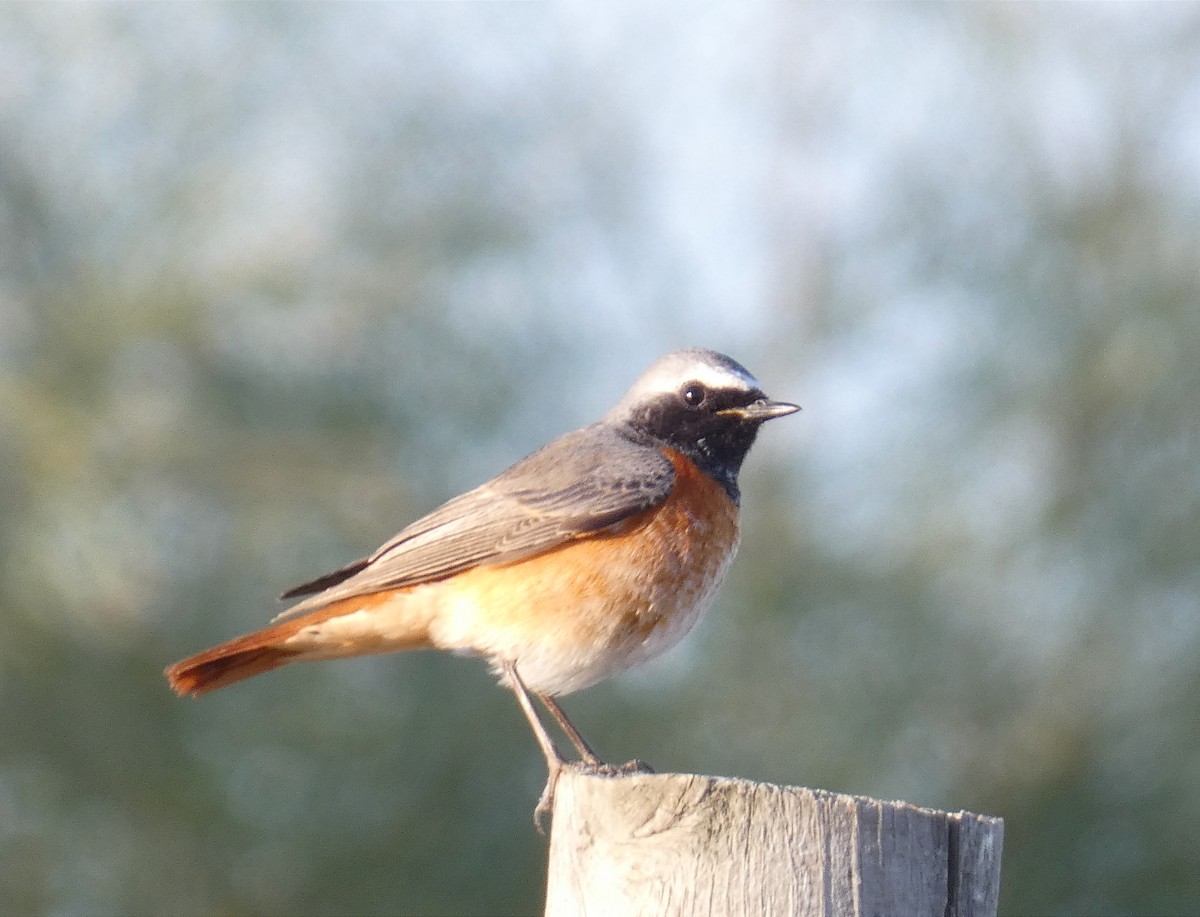 Common Redstart - ML620913508