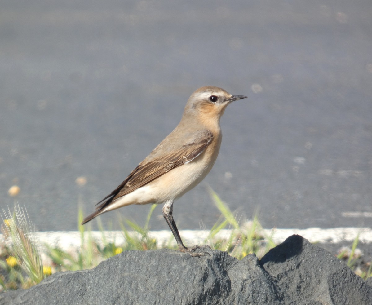Northern Wheatear - ML620913510