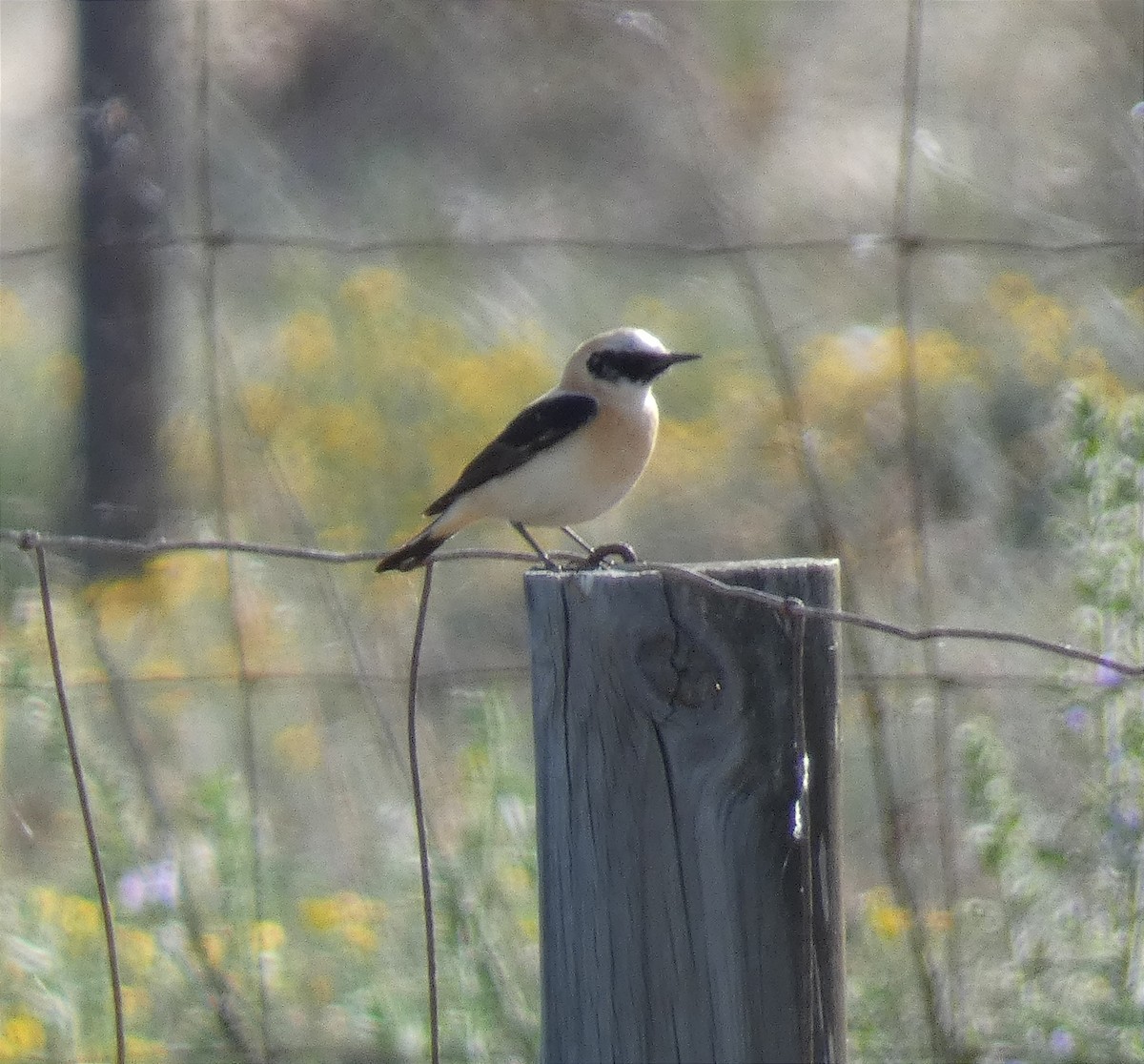 Western Black-eared Wheatear - ML620913514