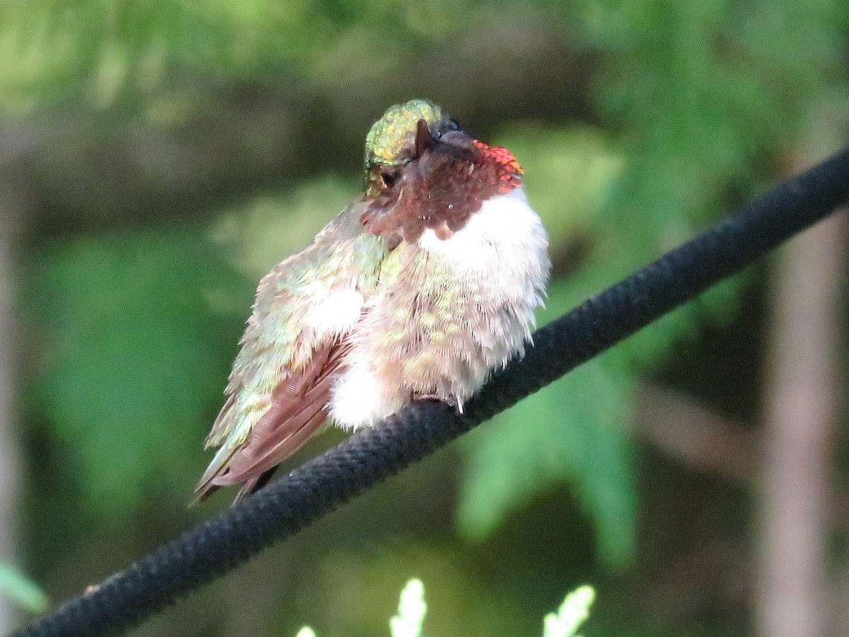 Ruby-throated Hummingbird - ML620913526
