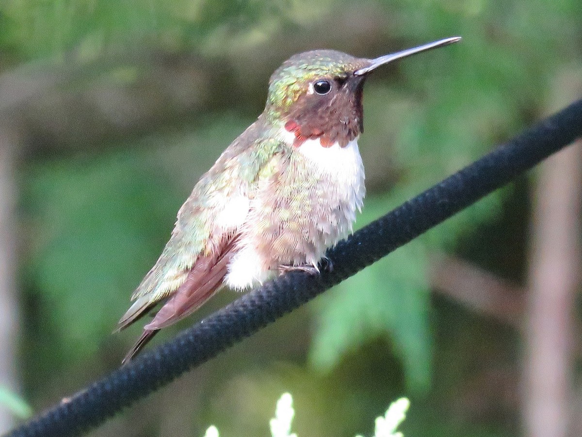Ruby-throated Hummingbird - ML620913527