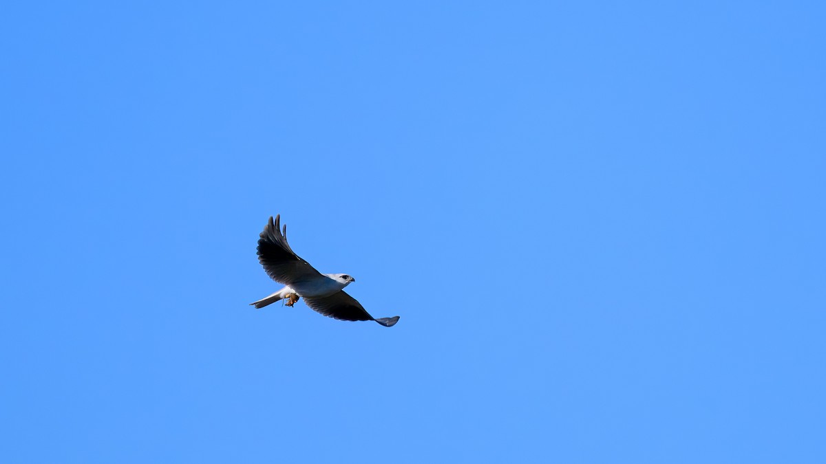 Black-shouldered Kite - ML620913535