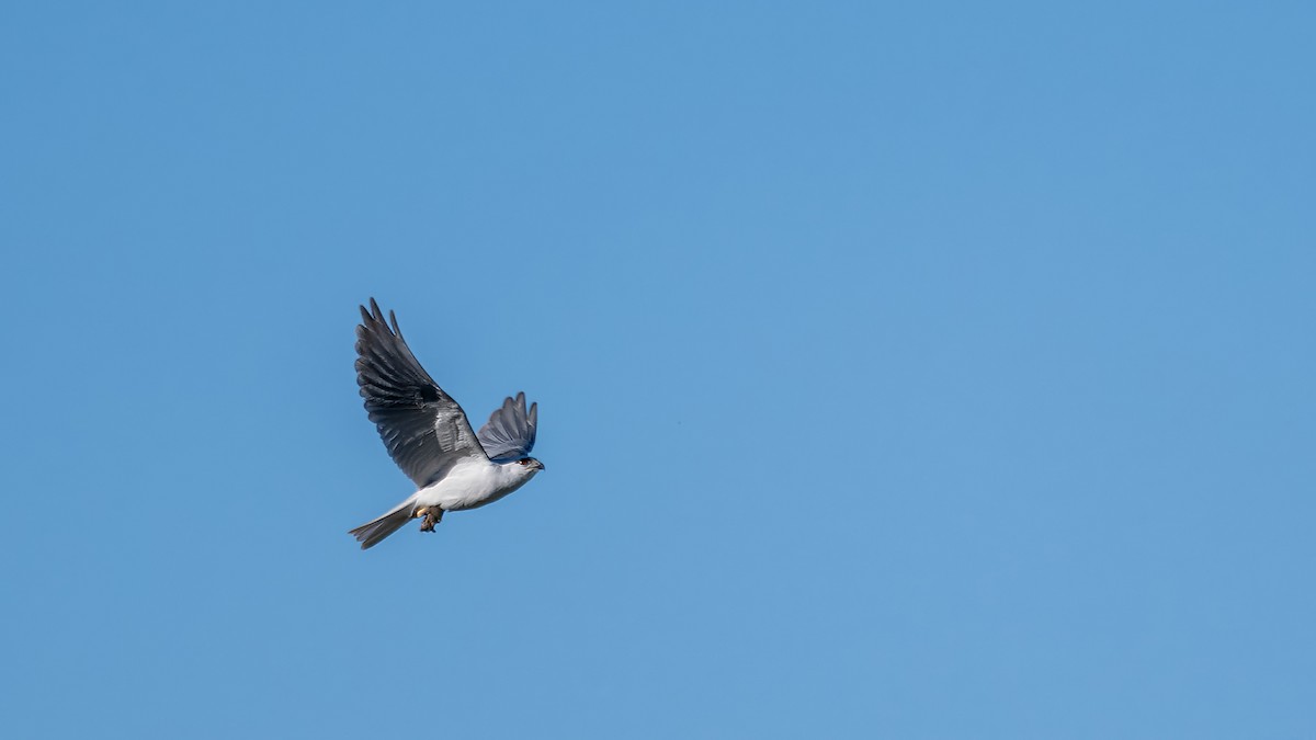 Black-shouldered Kite - ML620913536