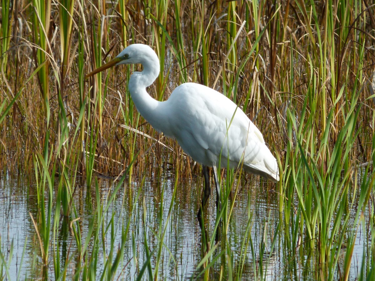 Great Egret - ML620913547