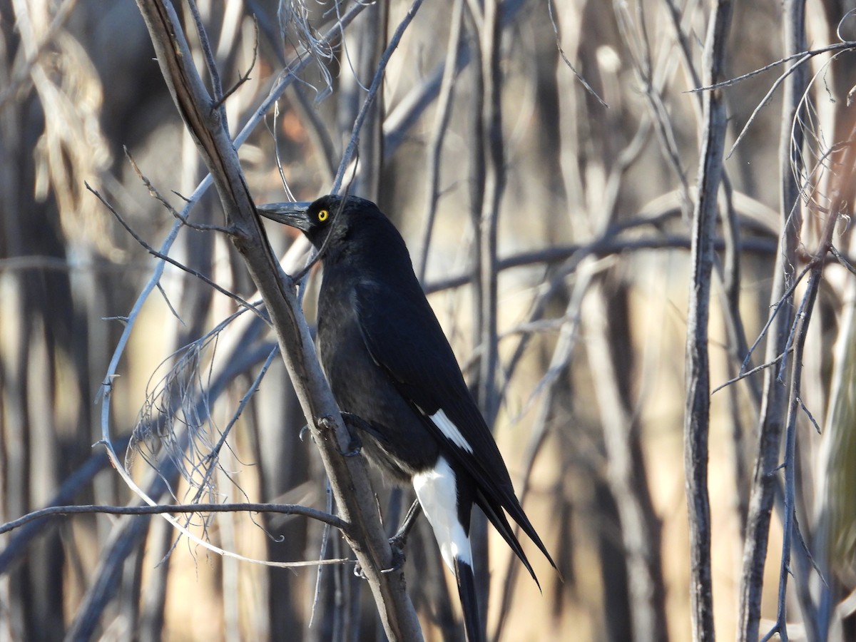 Pied Currawong - ML620913553