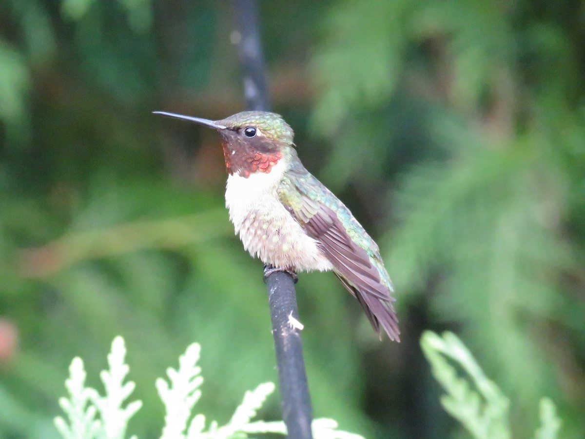 Ruby-throated Hummingbird - ML620913554