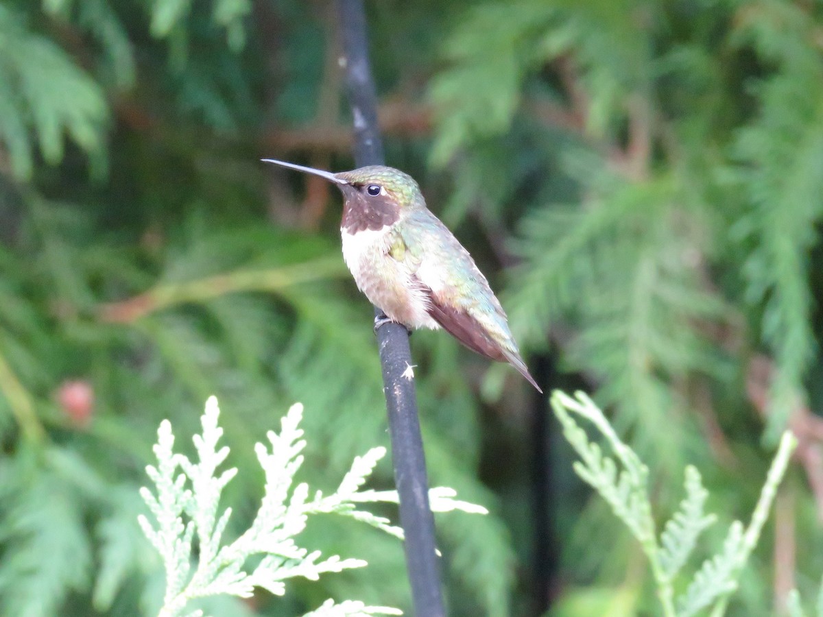 Ruby-throated Hummingbird - ML620913555