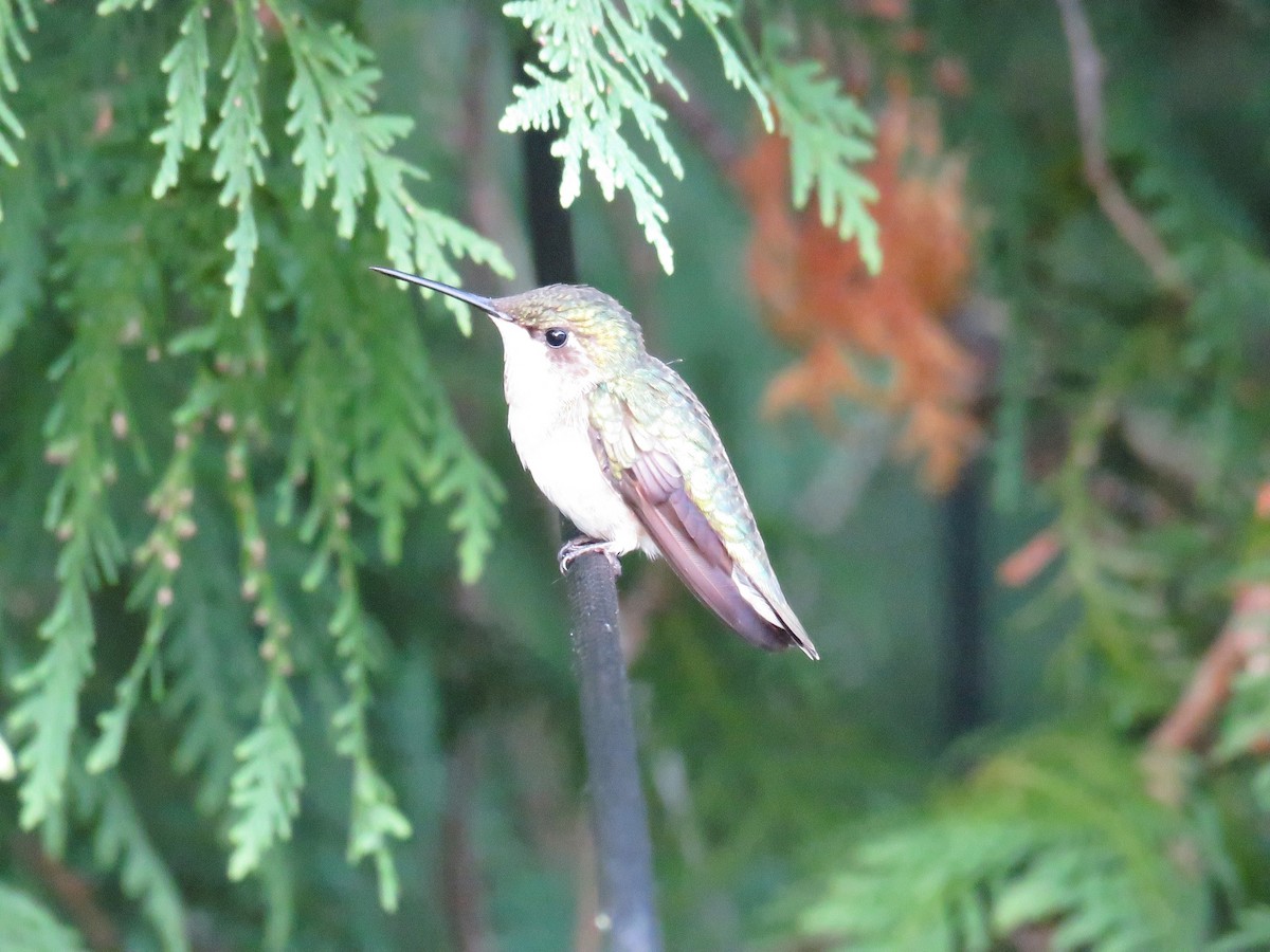 Ruby-throated Hummingbird - ML620913561