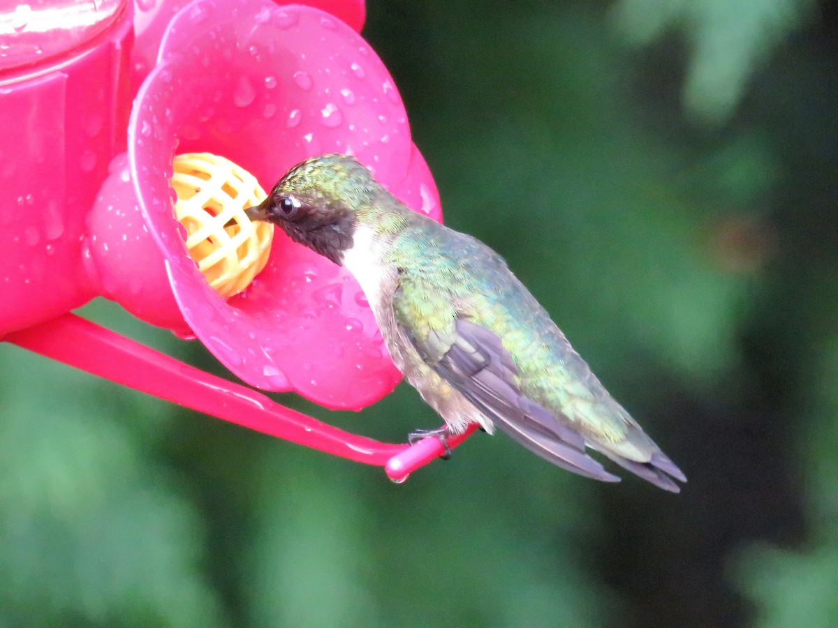 Ruby-throated Hummingbird - ML620913562
